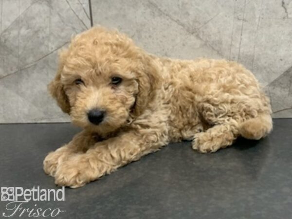 F1B Mini Goldendoodle-DOG-Female-APRICOT-27948-Petland Frisco & Mckinney, Texas