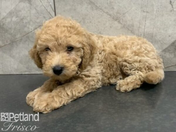 F1B Mini Goldendoodle-DOG-Female-APRICOT-27948-Petland Frisco, Texas