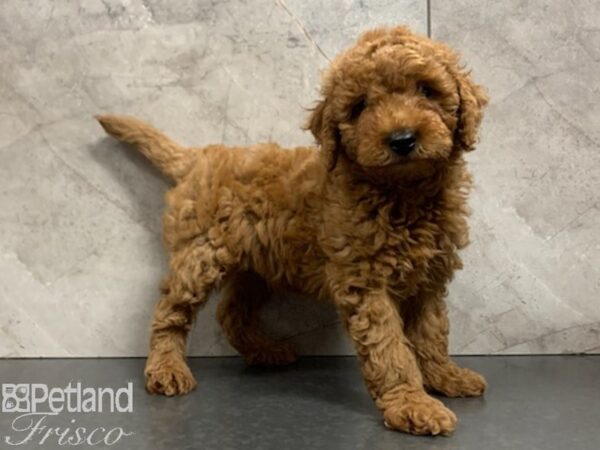 F1B Mini Goldendoodle DOG Male RED 27949 Petland Frisco, Texas