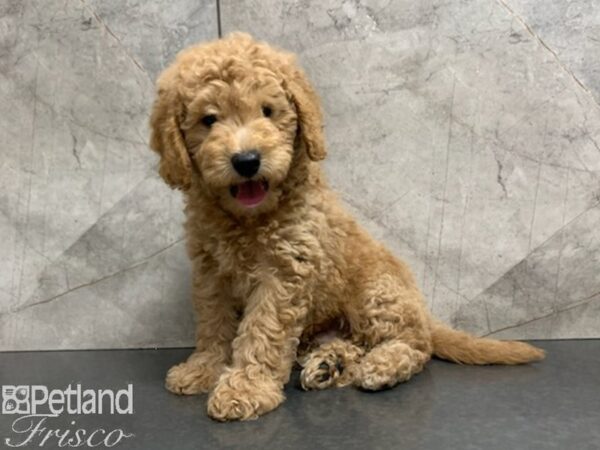 F1B Mini Goldendoodle DOG Male APRICOT 27950 Petland Frisco, Texas