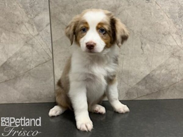 Miniature Australian Shepherd-DOG-Female-RED MERLE-27952-Petland Frisco & Mckinney, Texas