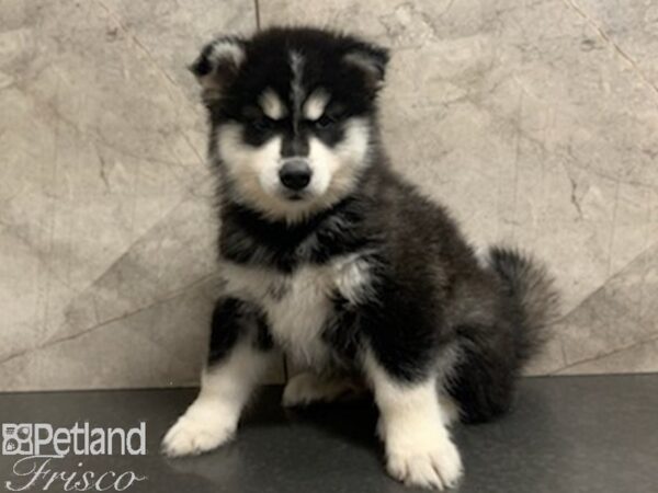 Pomsky DOG Male BLK WH 27954 Petland Frisco & Mckinney, Texas