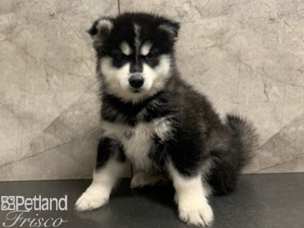 Pomsky DOG Male BLK WH 27954 Petland Frisco, Texas