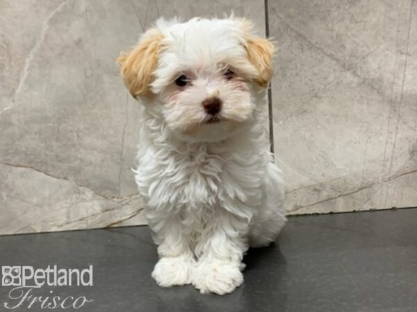 Havanese DOG Female CREAM WH 27955 Petland Frisco, Texas