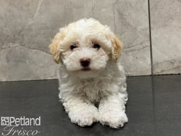 Havanese DOG Female CREAM WH 27956 Petland Frisco, Texas