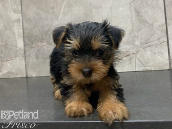 Yorkshire Terrier-DOG-Female-BLK TAN-27957-Petland Frisco & Mckinney, Texas