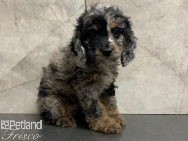 Cock A Poo DOG Female BLUE MERLE 27958 Petland Frisco, Texas