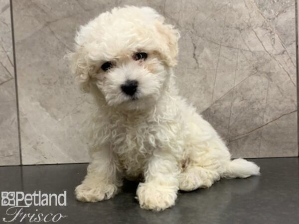 Bichon Frise-DOG-Male-WH-27959-Petland Frisco, Texas