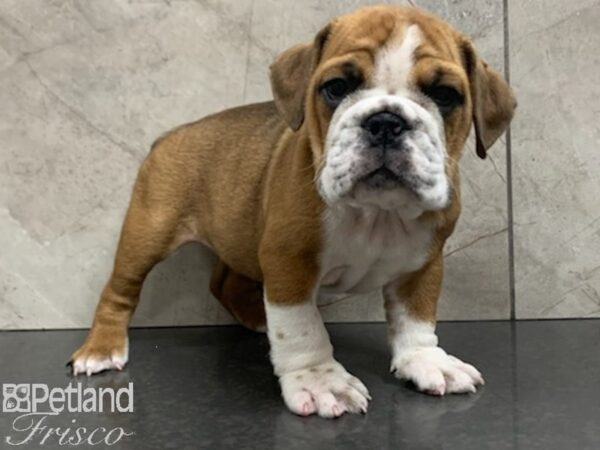 English Bulldog-DOG-Female-BROWN WH-27960-Petland Frisco & Mckinney, Texas