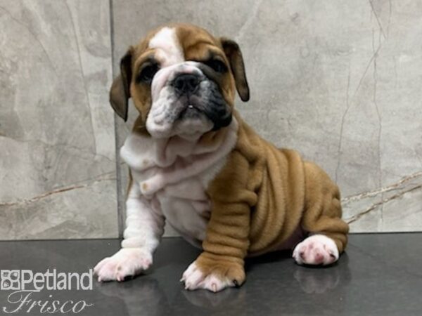 English Bulldog-DOG-Female-BROWN WH-27961-Petland Frisco & Mckinney, Texas