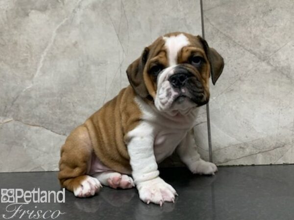 English Bulldog-DOG-Male-BROWN WH-27962-Petland Frisco & Mckinney, Texas