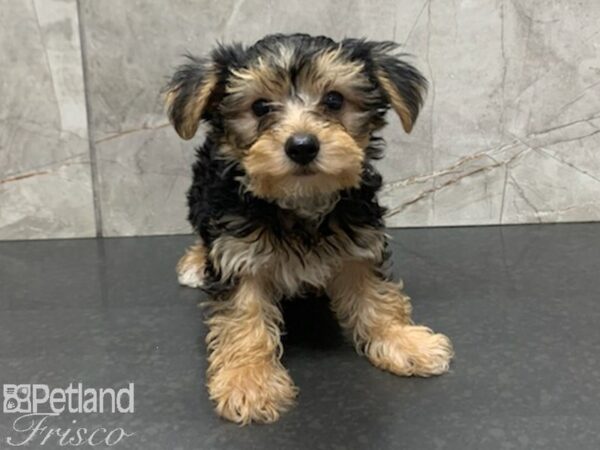 Yorkshire Terrier-DOG-Female-BLK TAN-27963-Petland Frisco & Mckinney, Texas