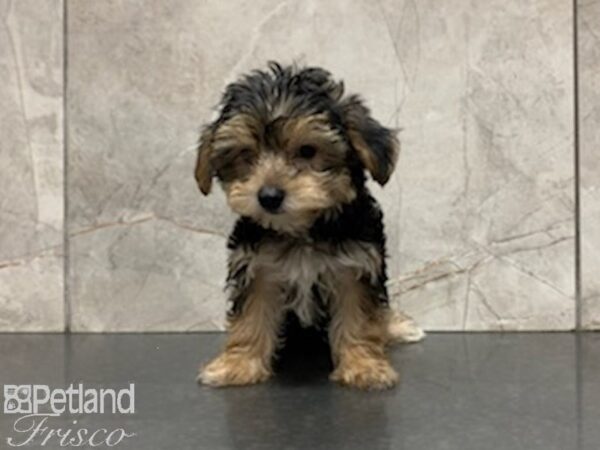 Yorkshire Terrier-DOG-Female-BLK TAN-27964-Petland Frisco & Mckinney, Texas