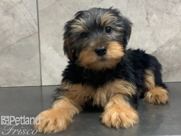 Yorkie Chon DOG Male BLK TAN 27965 Petland Frisco, Texas