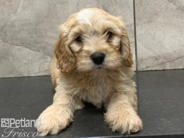 Cava Chon-DOG-Male-BLENHIEM-27966-Petland Frisco & Mckinney, Texas