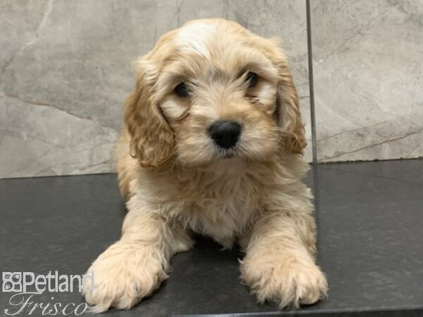 Cava Chon-DOG-Male-BLENHIEM-27966-Petland Frisco, Texas