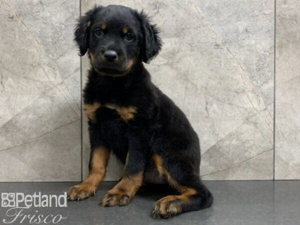 Rottweiler-DOG-Female-Black & Tan-27927-Petland Frisco, Texas