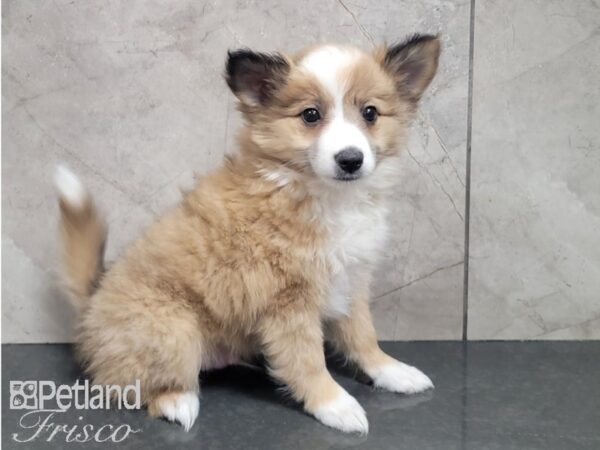 Aussie Mo DOG Male SABLE WHITE 27984 Petland Frisco, Texas