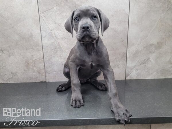 Cane Corso DOG Female Blue 27979 Petland Frisco, Texas