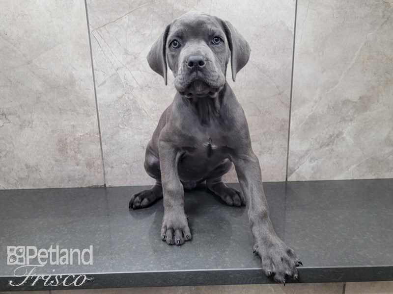 Cane CorsoDOGFemaleBlue3182744Petland Frisco, Texas
