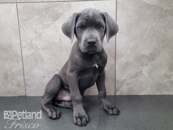 Cane Corso DOG Male Blue 27980 Petland Frisco, Texas