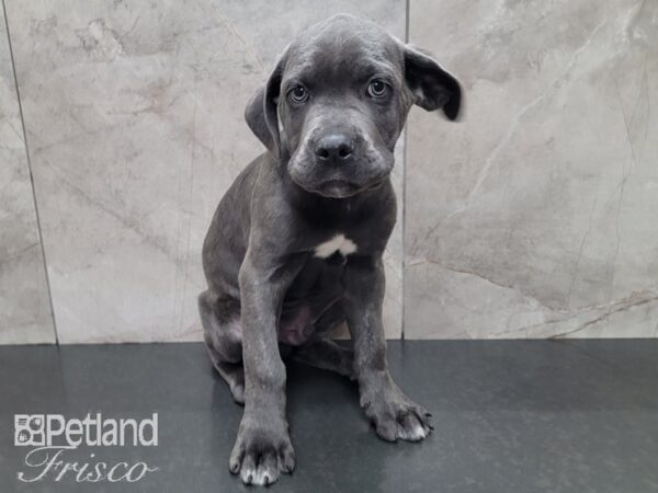 Cane Corso DOG Male Blue 27981 Petland Frisco, Texas