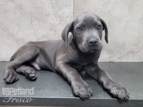 Cane Corso DOG Male Blue 27982 Petland Frisco, Texas