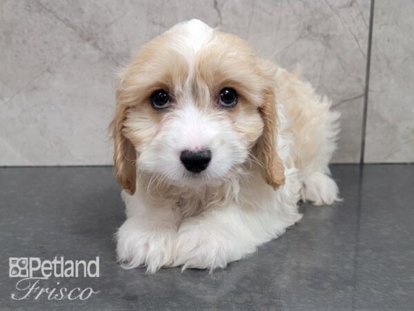 Cava Chon-DOG-Male-BLENHIEM-27993-Petland Frisco & Mckinney, Texas