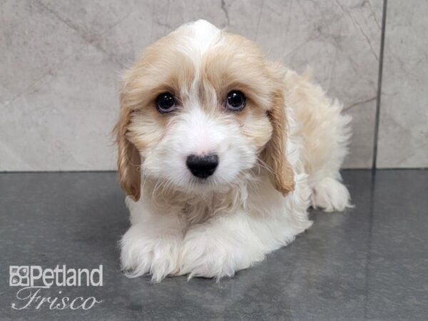 Cava Chon-DOG-Male-BLENHIEM-27993-Petland Frisco, Texas