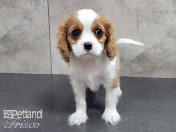 Cavalier King Charles Spaniel-DOG-Female-BLENHIEM-27998-Petland Frisco & Mckinney, Texas
