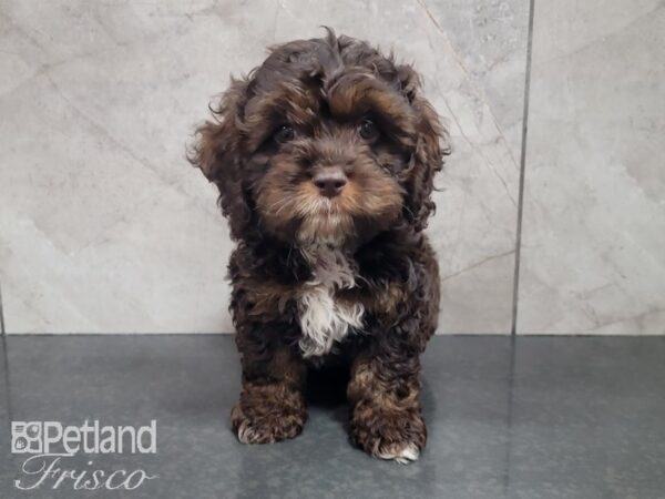 Cockapoo DOG Male Chocolate 27970 Petland Frisco, Texas