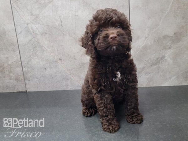 Cockapoo DOG Male Chocolate 27971 Petland Frisco, Texas