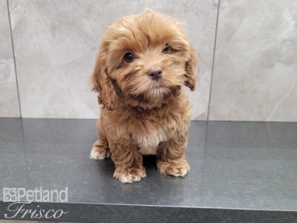 Cockapoo DOG Female Apricot 27972 Petland Frisco, Texas