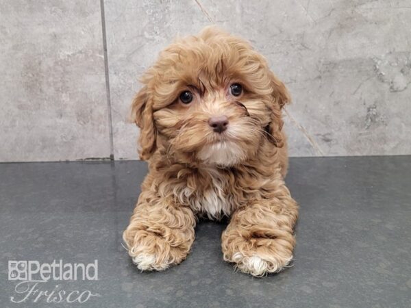 Cockapoo-DOG-Female-Apricot-27973-Petland Frisco & Mckinney, Texas