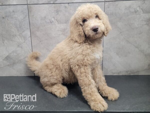 F1B Goldendoodle DOG Male Golden 27975 Petland Frisco, Texas