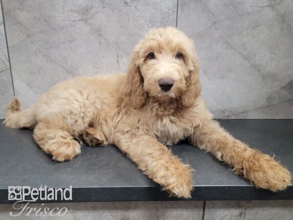 F1B Goldendoodle-DOG-Male-Golden-27976-Petland Frisco, Texas