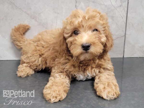 F1B Mini Goldendoodle DOG Female RED 27999 Petland Frisco, Texas