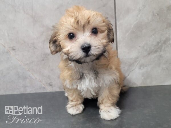 Havanese-DOG-Female-BEIGE-27996-Petland Frisco & Mckinney, Texas