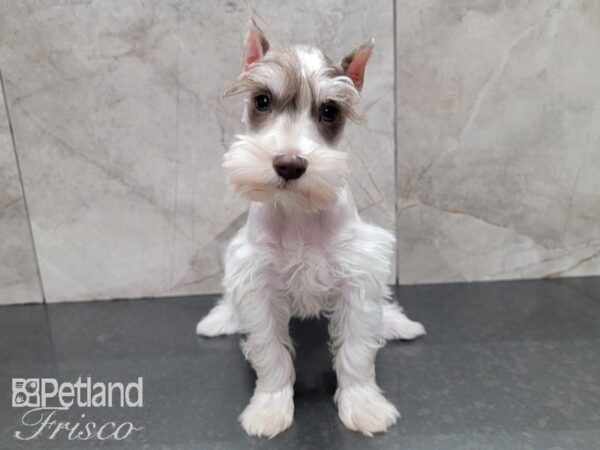 Miniature Schnauzer-DOG-Female-LIVER TAN-27991-Petland Frisco & Mckinney, Texas