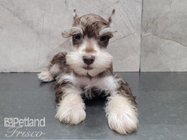 Miniature Schnauzer DOG Male LIVER TAN 27992 Petland Frisco, Texas