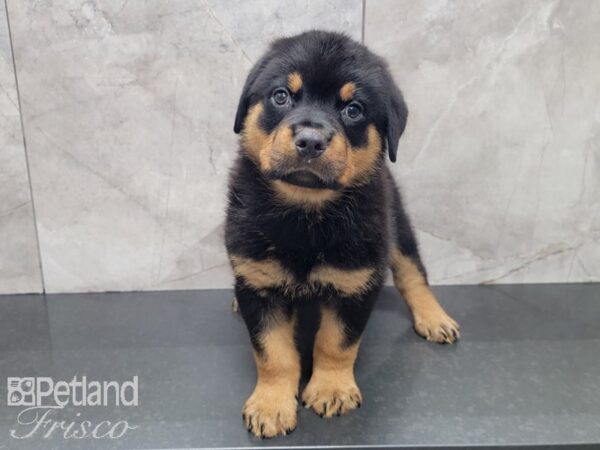 Rottweiler DOG Male BLK TAN 27983 Petland Frisco, Texas