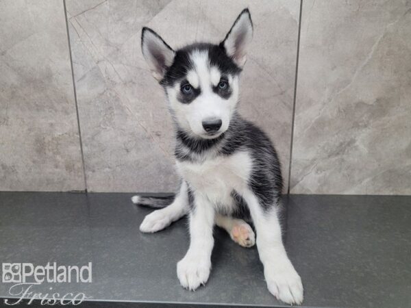 Siberian Husky-DOG-Female-BLACK WHITE-27985-Petland Frisco & Mckinney, Texas