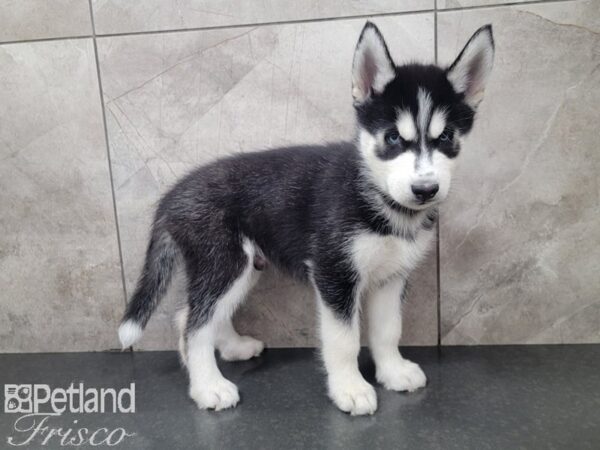 Siberian Husky-DOG-Male-BLACK WHITE-27986-Petland Frisco, Texas