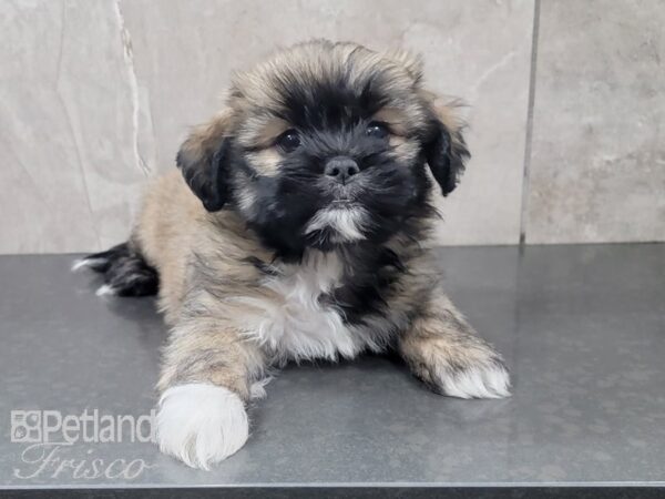 Teddy Bear-DOG-Female-BRN WH-27988-Petland Frisco & Mckinney, Texas