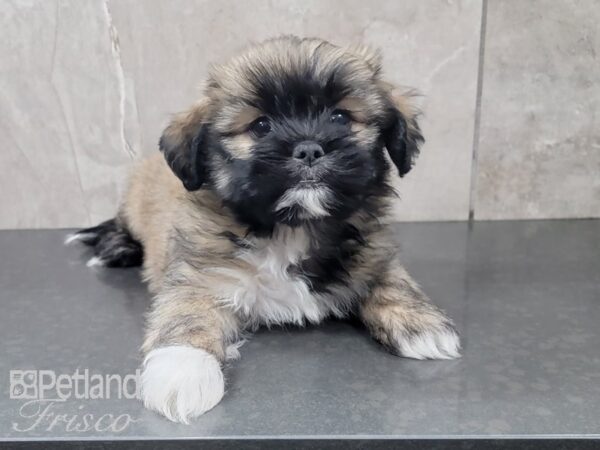 Teddy Bear DOG Female BRN WH 27988 Petland Frisco, Texas