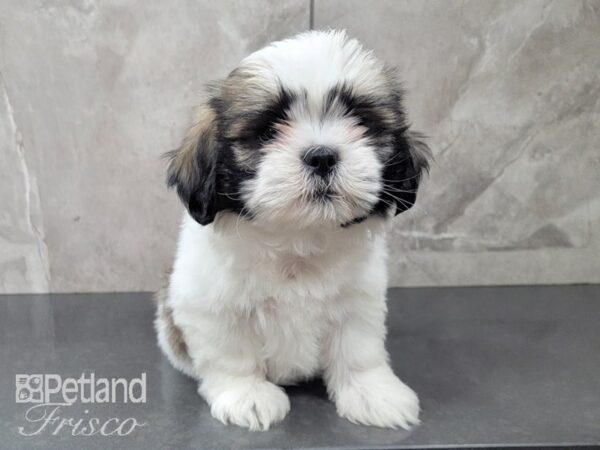 Teddy Bear DOG Female BRN WH 27989 Petland Frisco, Texas