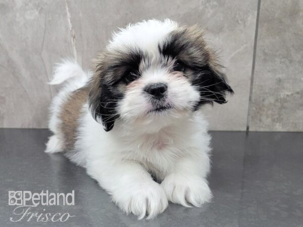 Teddy Bear DOG Male BRN WH 27990 Petland Frisco, Texas