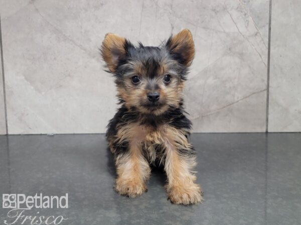 Yorkshire Terrier-DOG-Male-Black and Tan-27967-Petland Frisco & Mckinney, Texas