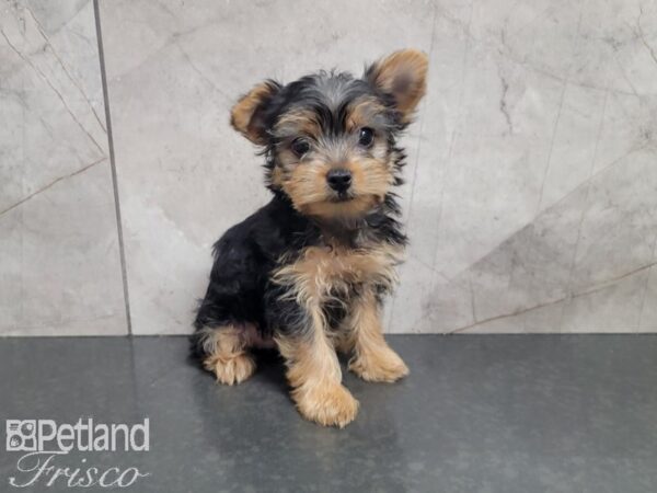 Yorkshire Terrier-DOG-Female-Black and Tan-27968-Petland Frisco & Mckinney, Texas