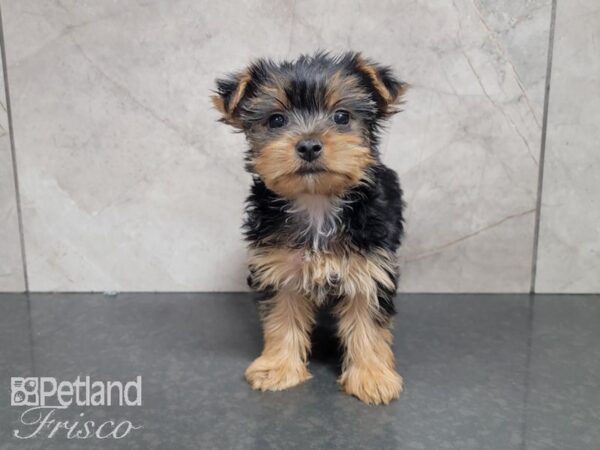 Yorkshire Terrier-DOG-Female-Black and Tan-27969-Petland Frisco & Mckinney, Texas